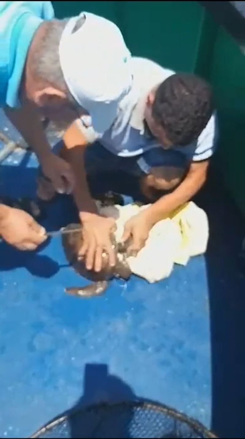 Yavru kaplumbağayı deniz temizlik ekipleri kurtardı
