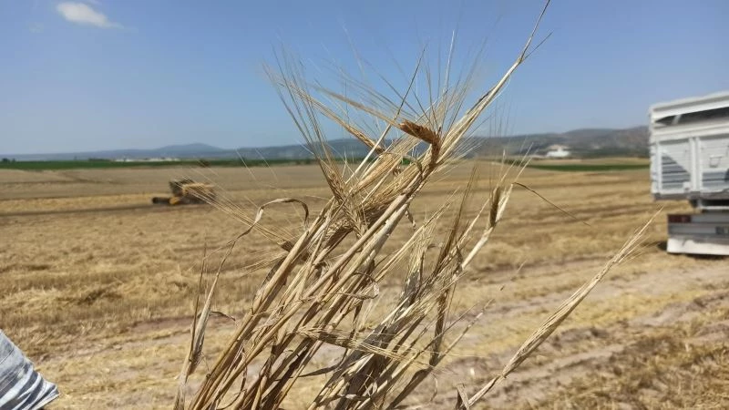 Yağmurlar arpa ve buğdaya yaramadı
