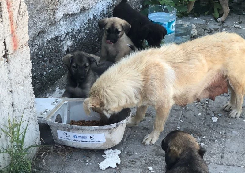 Hurda armatürler, hayvanlar için hayatı aydınlatıyor
