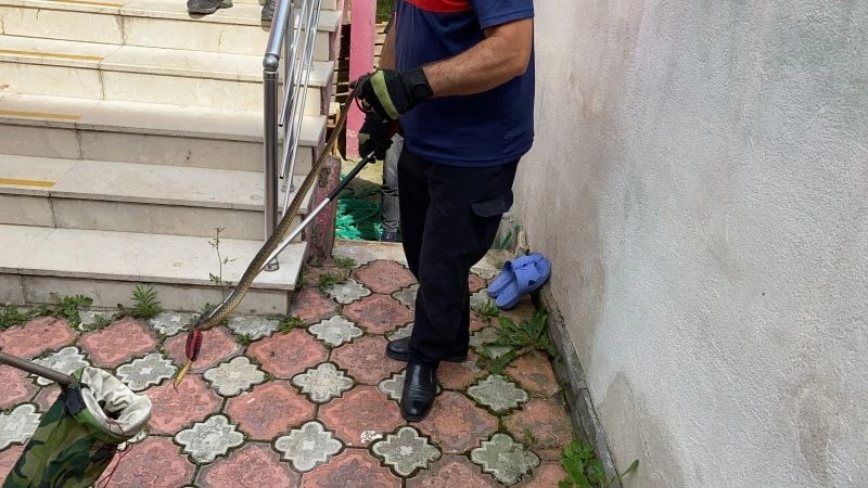 Didik didik arayarak yılanı saklandığı delikten böyle çıkardılar
