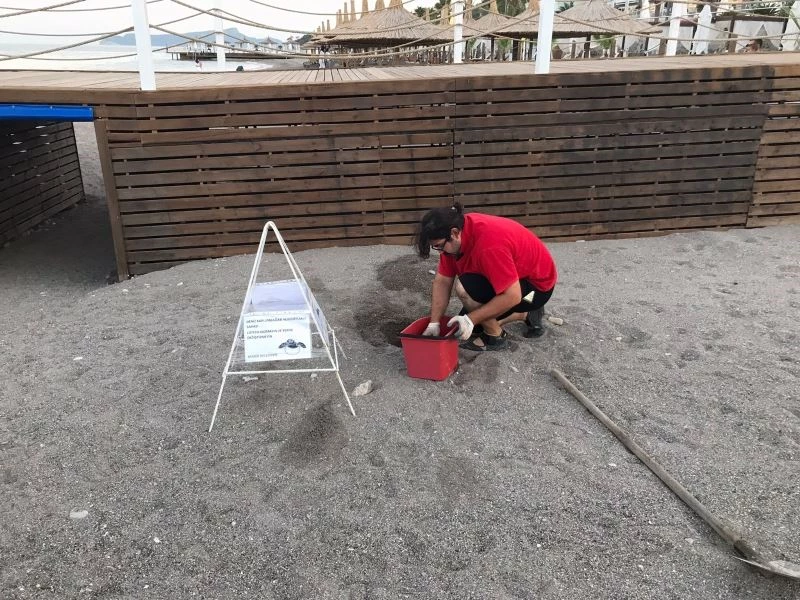 Otel sahilindeki caretta yuvası taşındı
