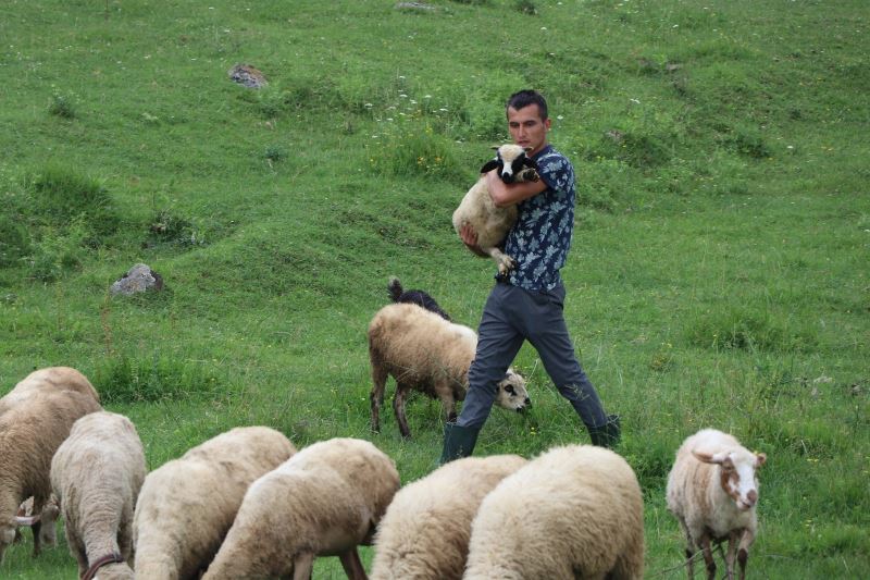 Doğa tutkunu ambulans şoförü iş stresini koyun ve keçilerle atıyor
