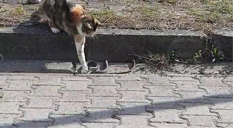 Kediyle yılanın kavgasında pes eden yılan oldu
