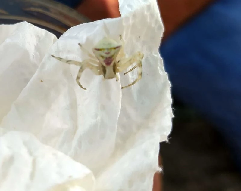 (Özel) İnsan yüzlü örümcek görenleri hayrete düşürdü
