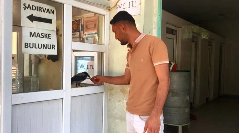 Kasiyer karga görenleri şaşırtıyor
