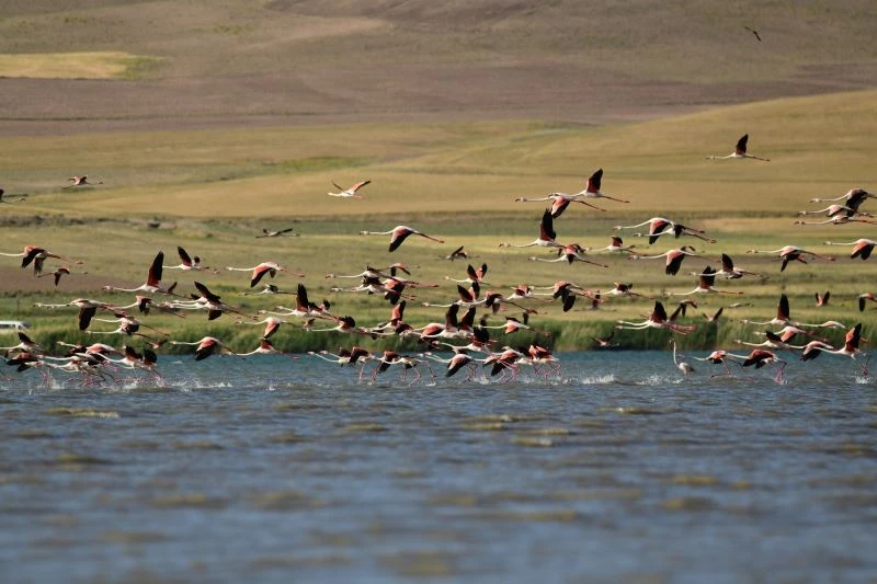 Türkülere konu olan allı turnalar Van Gölü havzasını renklendirdi
