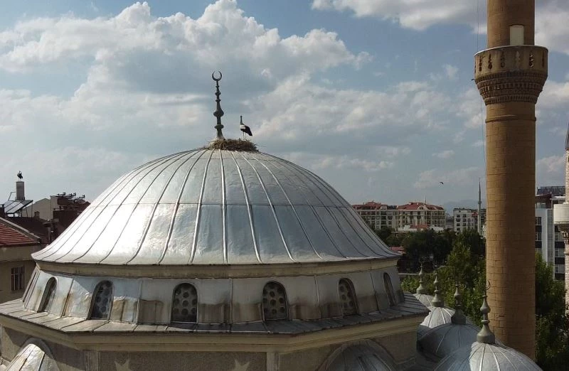 Yuvadan düşen yavru leyleği itfaiye ekipleri kurtardı
