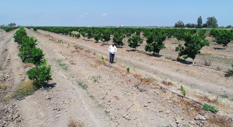 Narenciye bahçesindeki 108 ağacı baltayla kestiler
