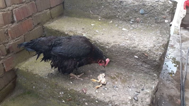 Anne tavuk sel sularında ölen yavrusunun başından ayrılmadı
