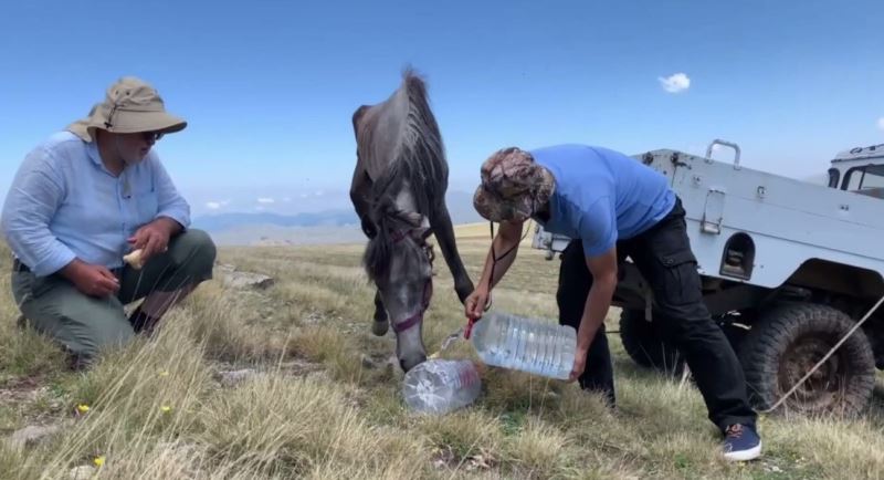 Yuları kayaya dolanan at, 20 sonra amatör telsizciler tarafından kurtarıldı
