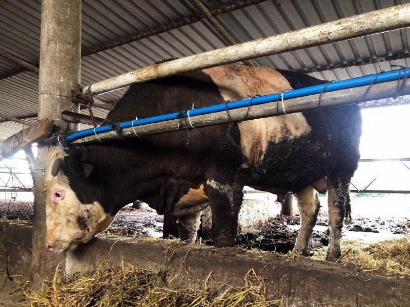 1 ton 300 kiloluk kurbanlık alıcısını bekliyor
