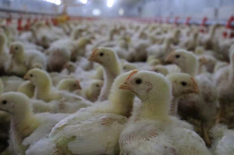 Milyonlarca hayvan diğer şehirlere gönderildi
