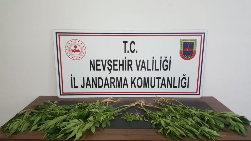 Ürgüp’te 22 kök kenevir bitkisi ele geçirildi
