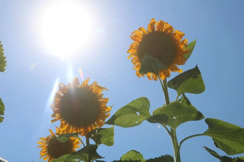 Ay çekirdeği tarlaları Malatya’yı sarıya bürüdü
