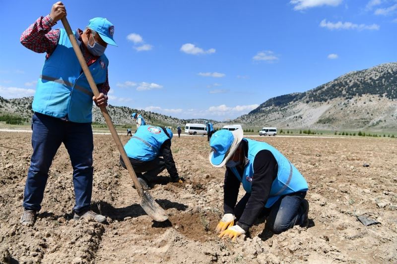 Davraz Kayak Merkezi’nde 15 bin metrekarelik alanda zambak bahçesi oluşturulacak
