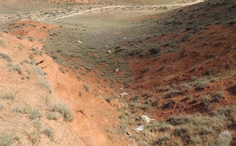 Yozgat’ta kurtların saldırısı sonucu 60 kurbanlık koyun telef oldu
