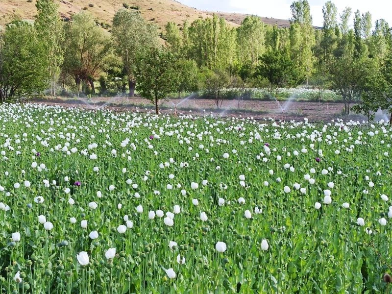 (ÖZEL) Çiçek açan haşhaşlar drone ile görüntülendi
