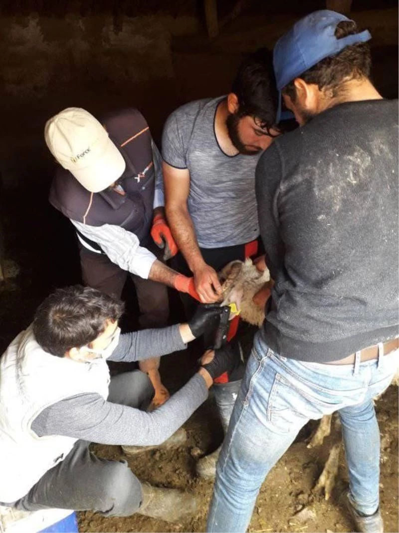 Köylerde küçükbaş hayvanlara aşılama ve küpeleme çalışmaları
