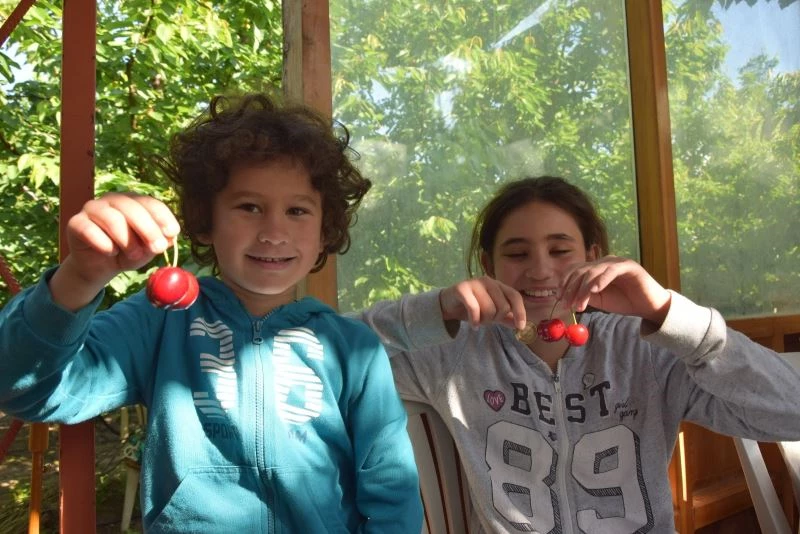 ‘Lapseki Devi’ kiraz hasadı başladı
