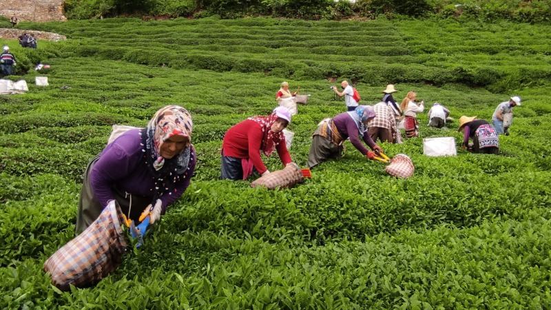 Fındığın başkentinde çay hasat etkinliği düzenlendi
