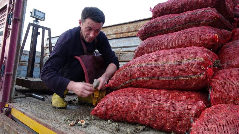 Denizden toplanan 16 ton salyangoz sevki yapıldı
