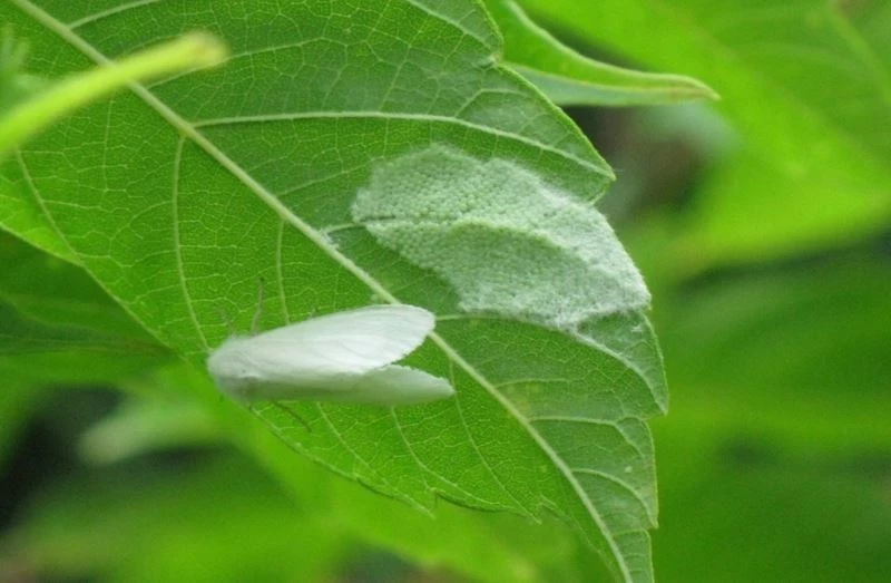 628 farklı bitki türüne zarar veriyor
