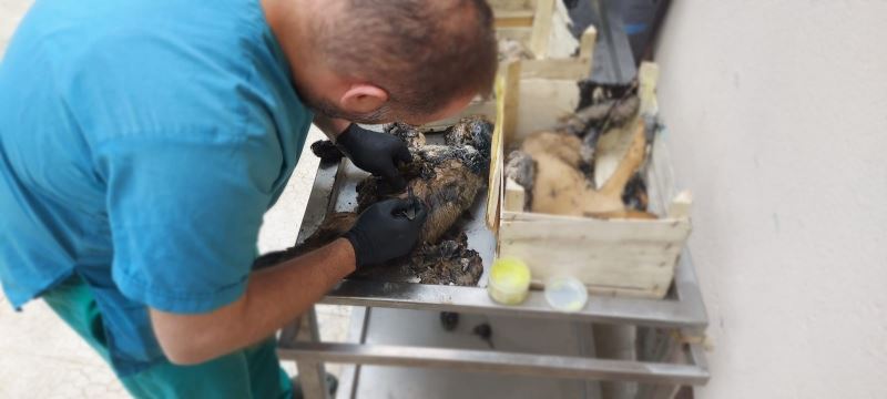 Asfalt ziftine yapışmış halde bulunan yavru köpekler tedavi altına alındı
