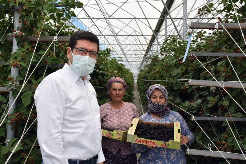 Bodrum’dan dünyaya ahududu ve böğürtlen ihracatı
