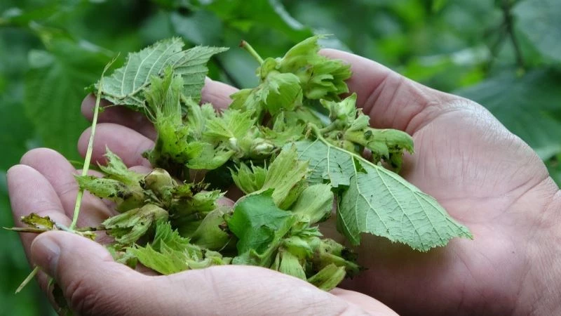 Dolu zararı fındıkta rekolteyi etkileyebilir
