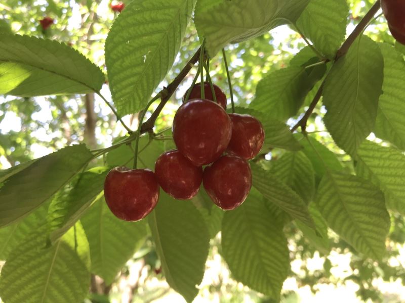 Doğu Anadolu’nun Çukurova’sında kiraz hasadı başladı
