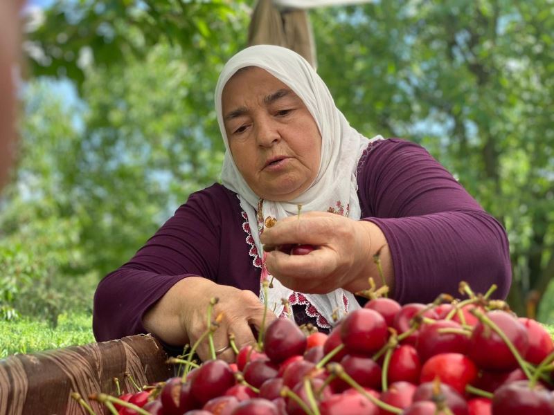  Ünlü Sultandağı kirazını bu yıl zamansız yağmurları vurdu
