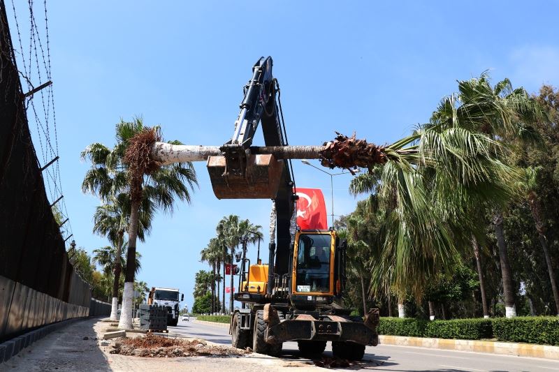 Bisiklet yolu proje alanındaki palmiyeler taşınıyor
