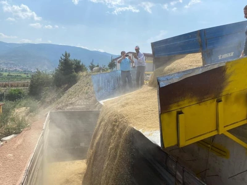 Osmaneli toptancı halinde buğday ve arpa alımları başlanıldı
