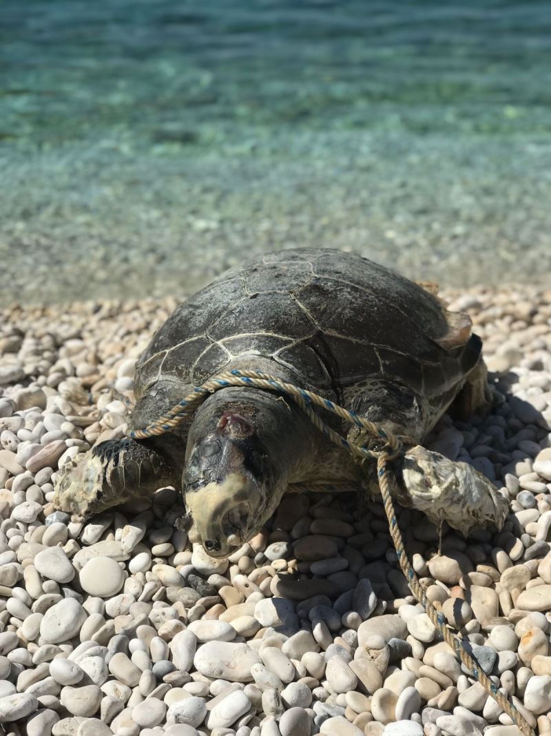 Boynuna ve ayaklarına halat dolanan caretta caretta telef oldu
