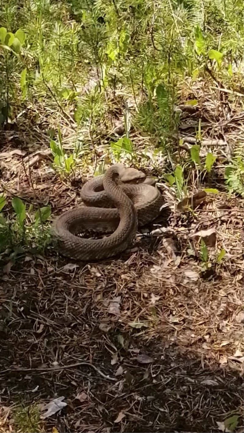 Engerek yılanlarının dansı
