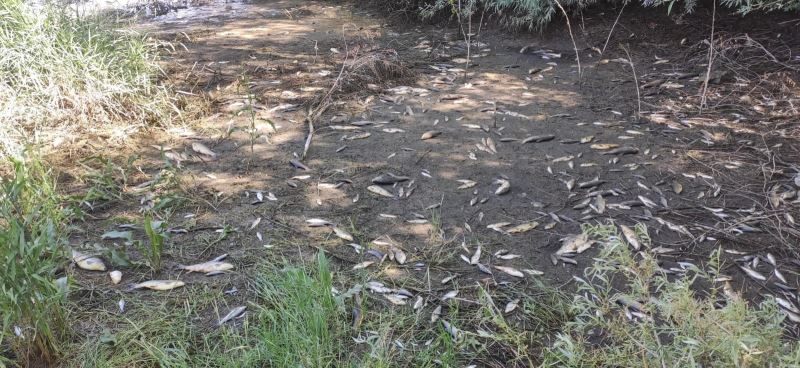 Ceyhan Nehri’nde oksijensiz kalan balıklar telef oldu
