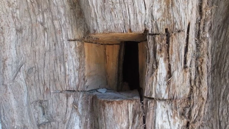 Balıkesir’de anıt ağaçlara defineci zararı
