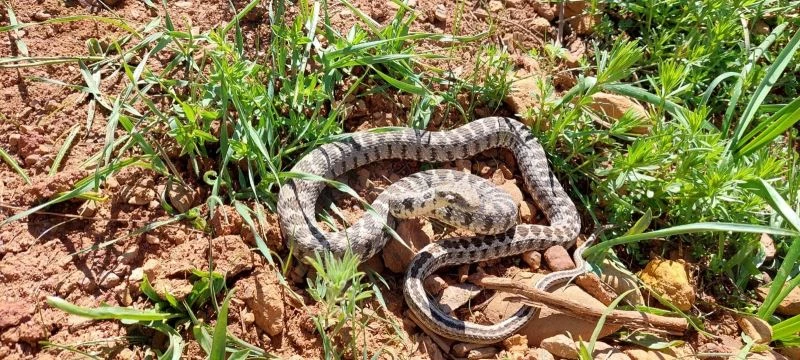 Tunceli’de yarı zehirli Kocabaş yılanı görüntülendi
