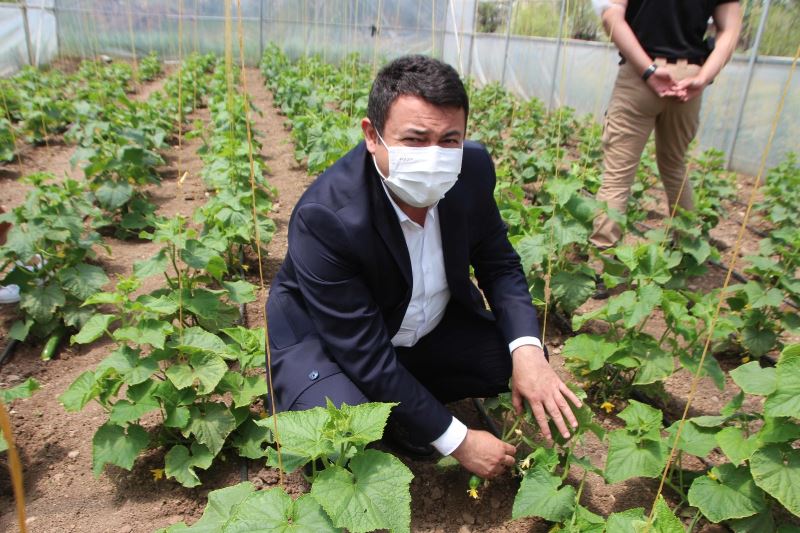 Vartolu kadınlar salatalık üreterek aile bütçelerine katkıda bulunuyor
