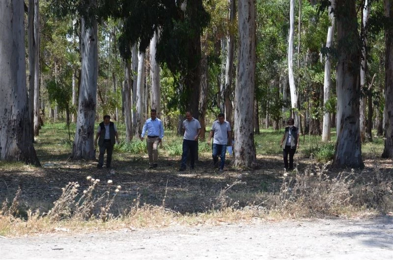Karabucak Okaliptüs Ormanına ‘ekotirizm parkuru’ yapılıyor
