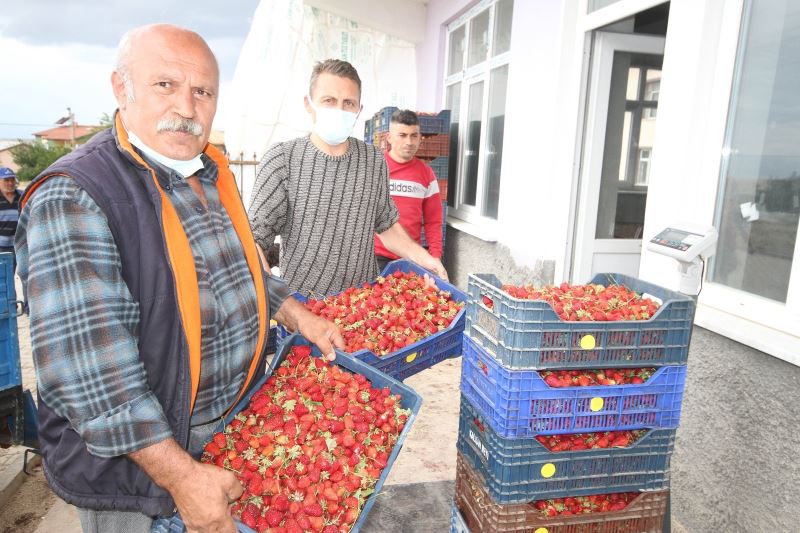 Konya’da üreticiler coğrafi tescilli çileğin alım fiyatının düşmesine tepkili
