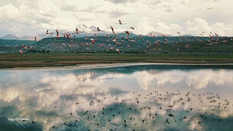 Sazlıktaki Flamingolar görenleri heyecanlandırdı
