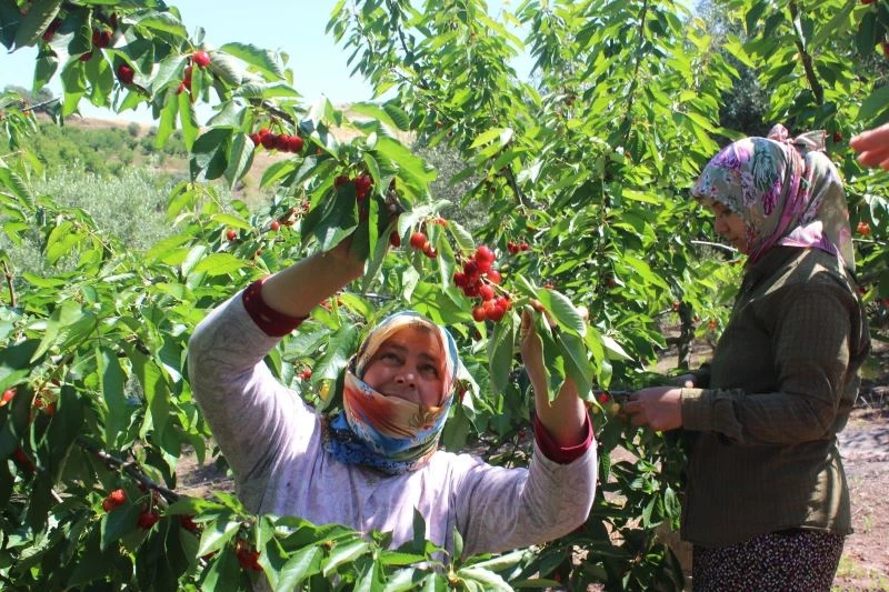 Coğrafi işaret tescilli Salihli Kirazı’nda hasat zamanı
