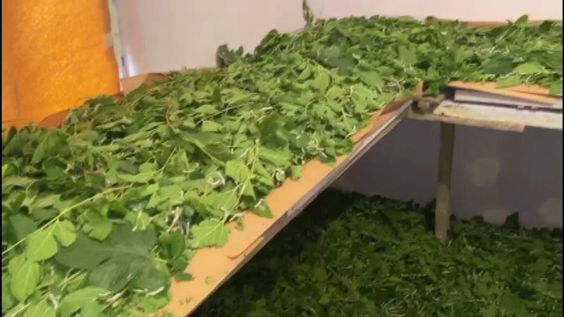 Kulp’ta, telef olan ipek böcekleri ile ilgili çalışma başlatıldı
