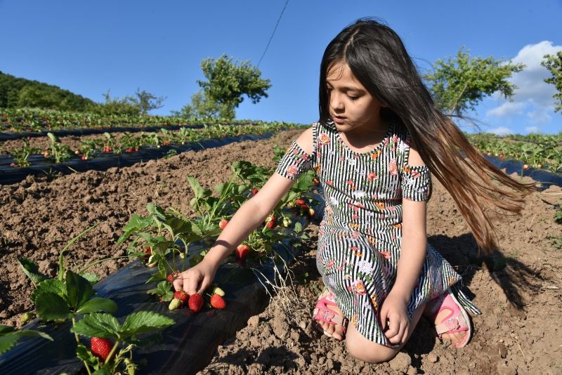 Balıkesir Emendere çileği tadını termal sulardan alıyor
