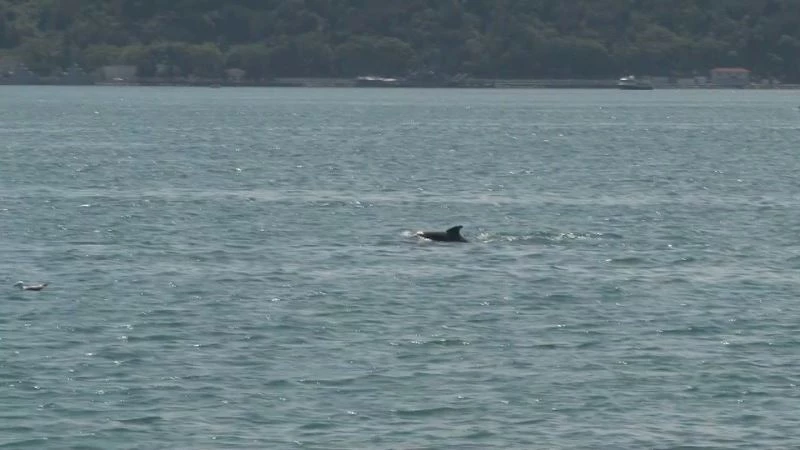 (Özel) İstanbul Boğazı’nda yunus balıklarından görsel şölen
