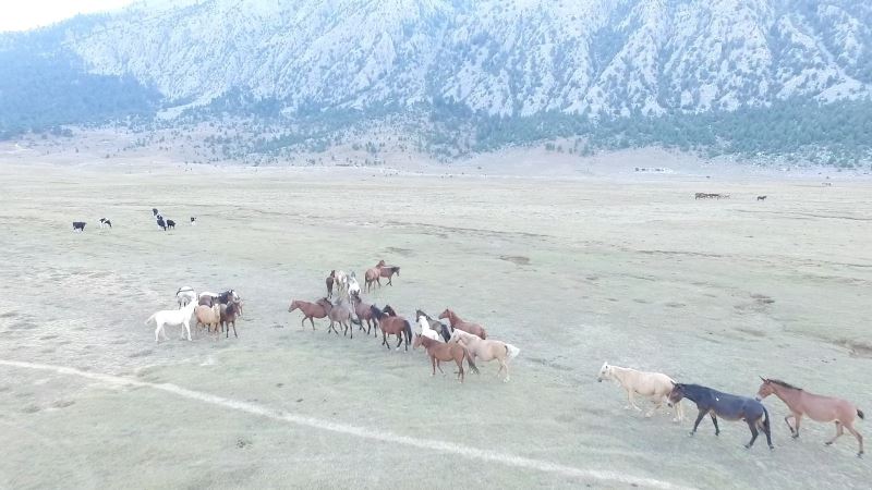 Antalya’da özgürlüğün sembolü Yılkı atları
