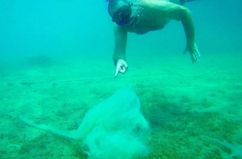 Ata Demirer Kuzey Ege’de ‘salya’ tehlikesine dikkat çekti
