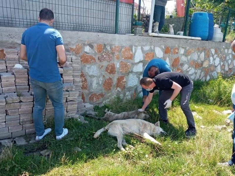 Yalova’da 7 köpek zehirle öldürülerek telef edildi
