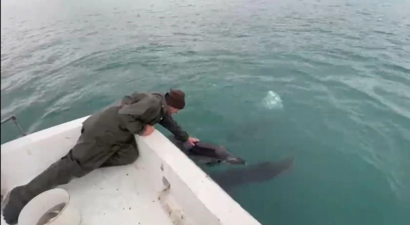 Trabzonlu balıkçılar ile yunusların dostluğu
